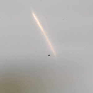 RENAULT SCENIC 2 PHASE 1