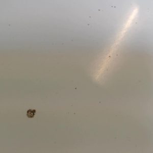 RENAULT SCENIC 2 PHASE 1