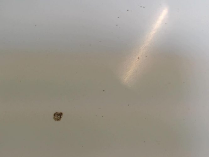 RENAULT SCENIC 2 PHASE 1