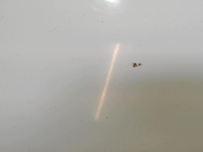 RENAULT SCENIC 2 PHASE 1