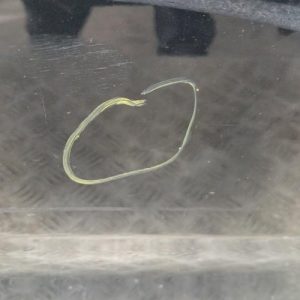 CITROEN C3 2 PHASE 1