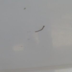 CITROEN JUMPY 1 PHASE 1