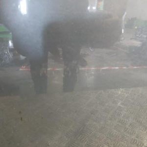 CITROEN C4 1 PHASE 1