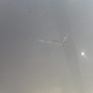 AUDI A2