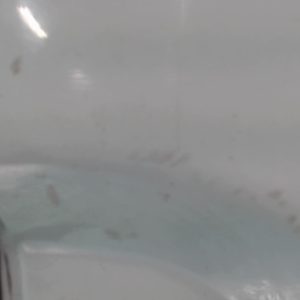 RENAULT KANGOO 1